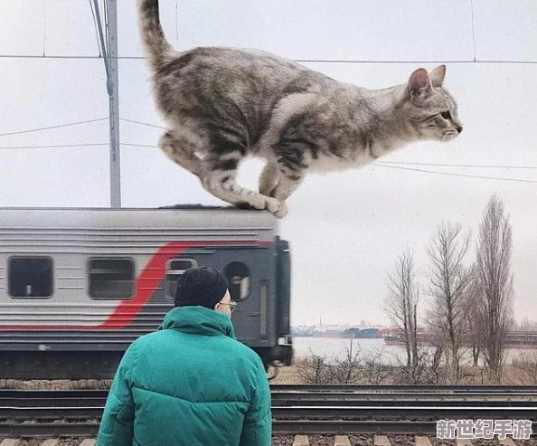 猫咪5.0