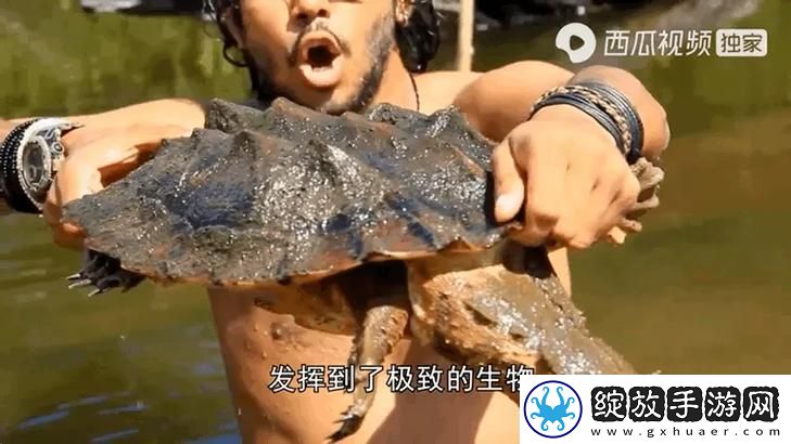 内容丰富的美国人与动物胶配方大全