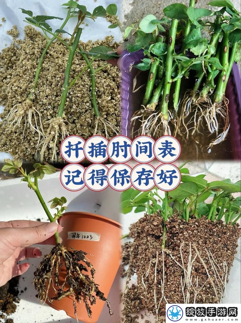 难道你不知道床上也能实现72种扦插方法的乐趣吗