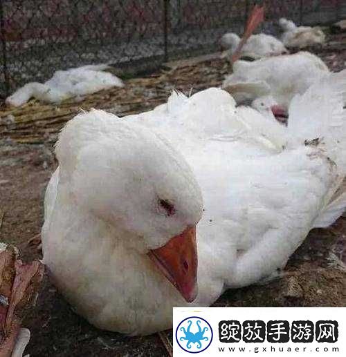 鹅鸭杀中通灵鹅的作用到底是什么
