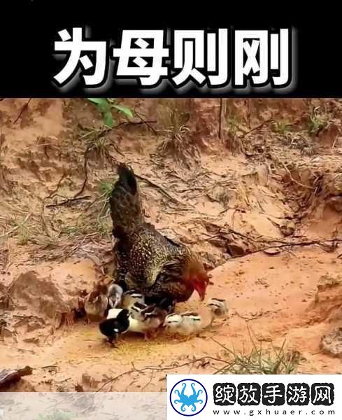 小鸡宝宝考考你我们常用谁言寸草心报得三春晖歌颂母爱