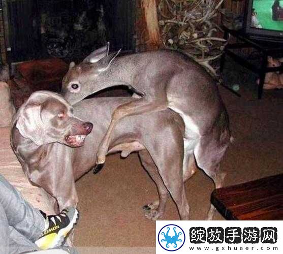 能看**动物过程软件相关内容严禁传播