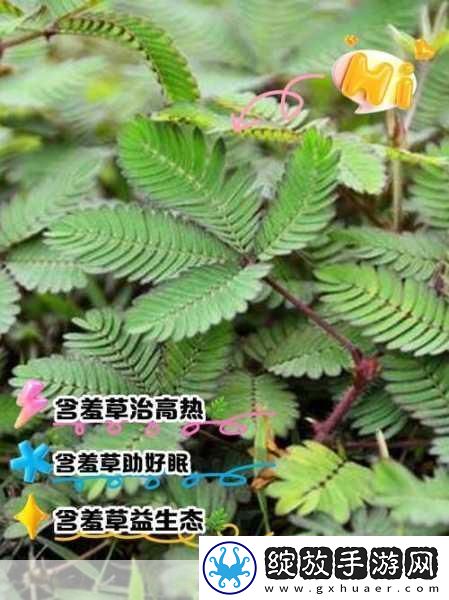 含羞草、四叶草、三叶草