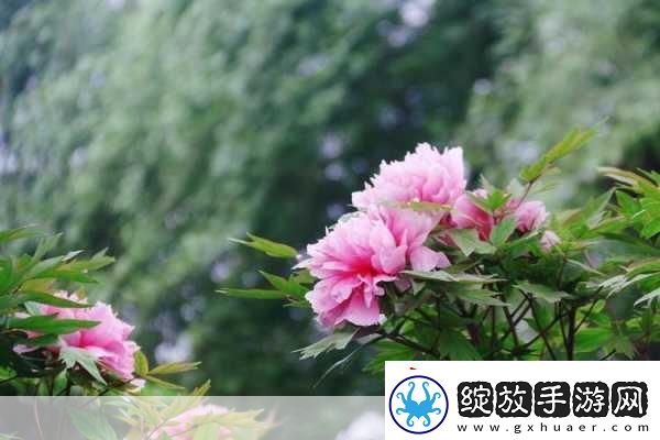 亭亭玉立国色天香四月天科普带你走进春天