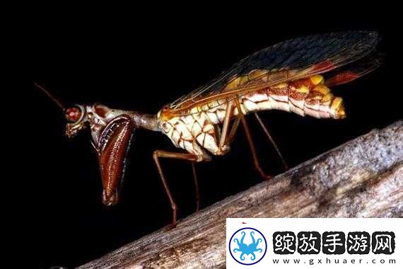 zzji欧洲大全