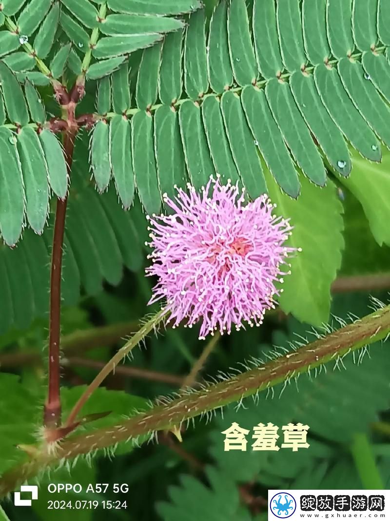 免费包子铺含羞草——难道不值得一试吗