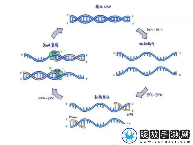 DNA