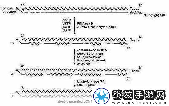 rna与cdna杂交RNA与cDNA杂交技术在基因研究中的应用