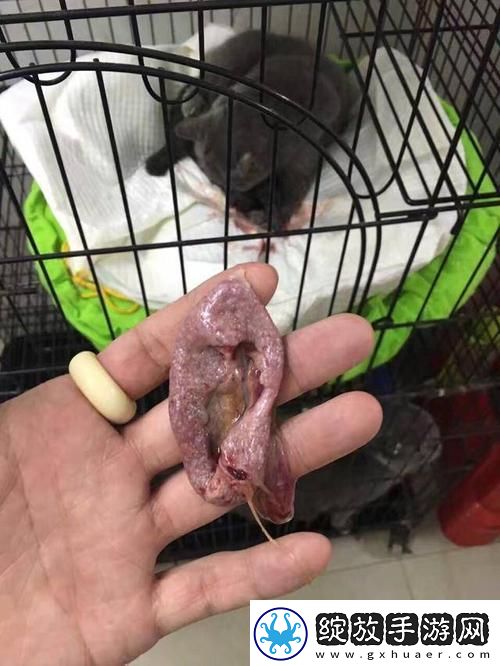 新探索“肉大捧一进一出免费视频”的魅力与趣味柯林资讯