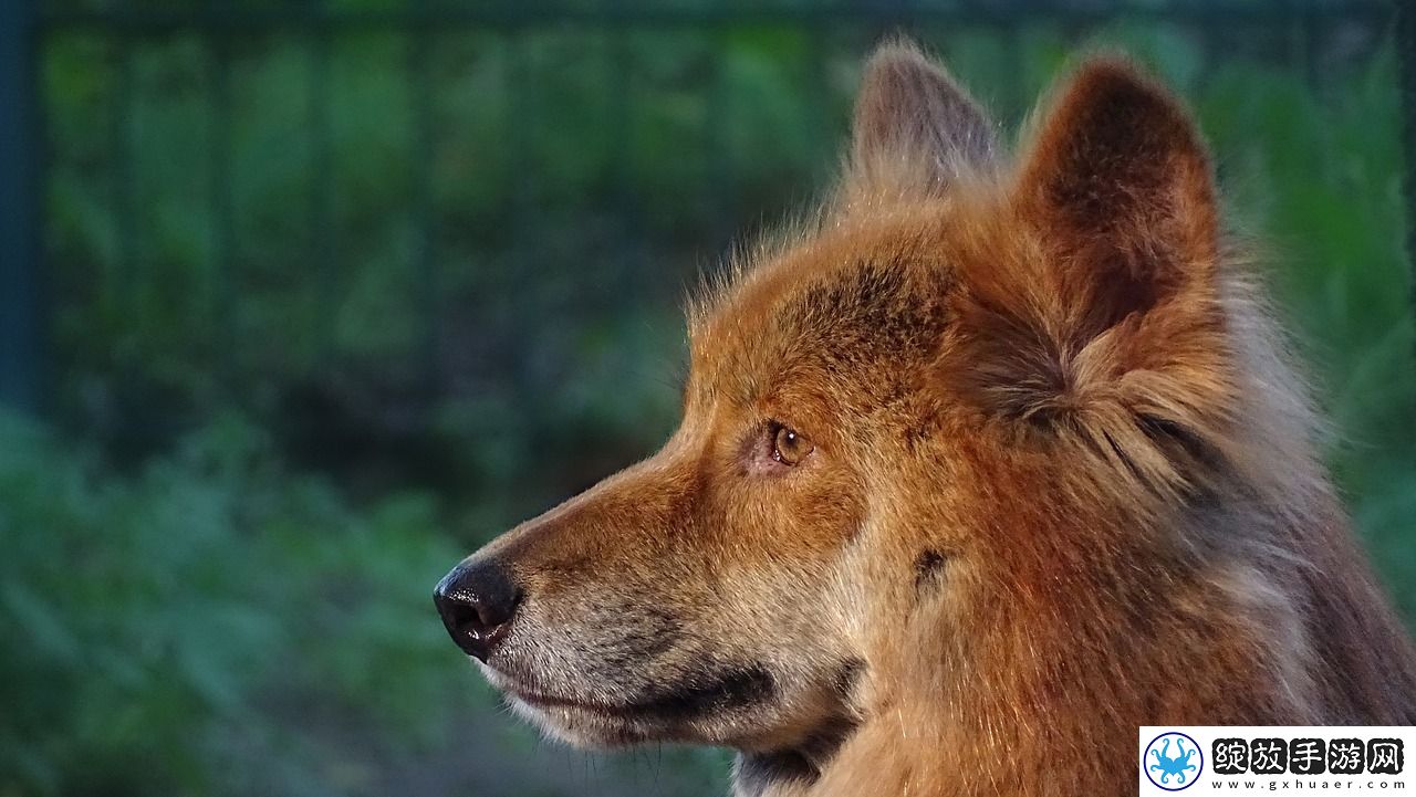 狼游戏视频