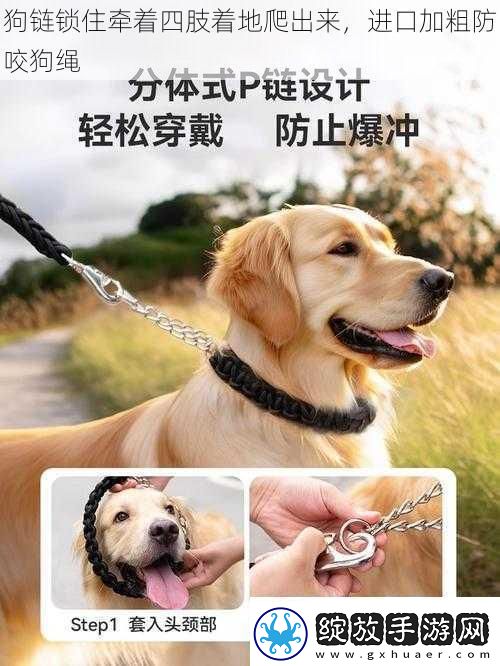 狗链锁住牵着四肢着地爬出来进口加粗防咬狗绳
