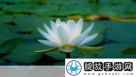 女人晚上莲花开的害处