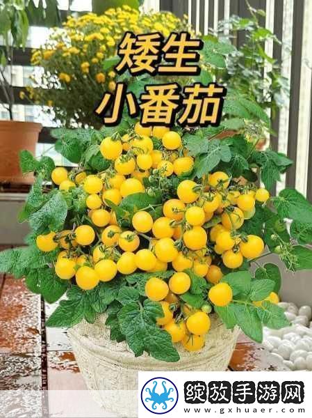 阳台上的浪漫
