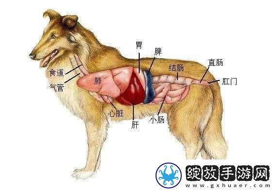 人狗胶配方大全免费天