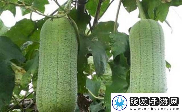 探索91丝瓜晶体ios苏州有限公司