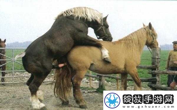 欧美动物交媾相关内容的深入探索与解析
