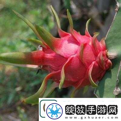 成品站W灬源码火龙果不仅画质清晰还流畅满足您多样需求