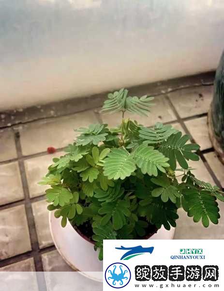 水蜜桃香蕉含羞草