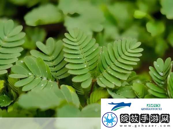 水蜜桃香蕉含羞草