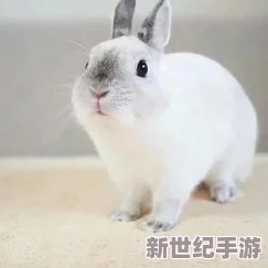 老师你小兔子真可爱