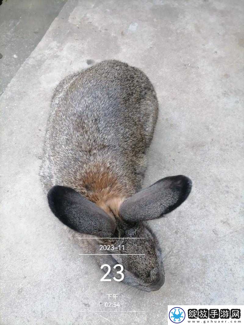 森林捕兔秘籍