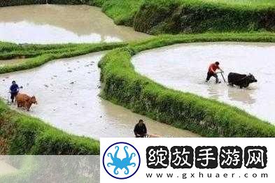儿子耕种母亲的田地叫什么名字