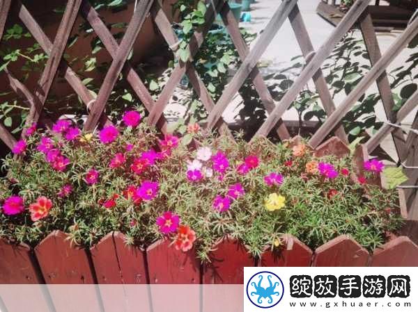 老公亲我的小花园最火的一句内容停更