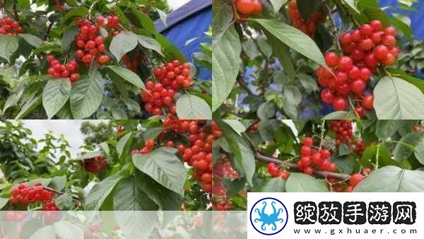 樱桃视频大全免费高清版观看