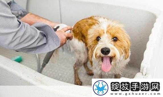 狗狗的东西又硬又烫又臭