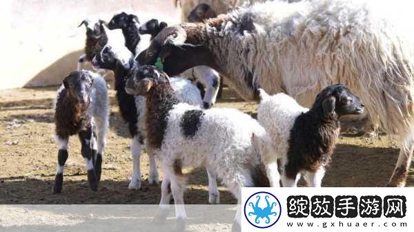 1V2双胞胎夹心饼干