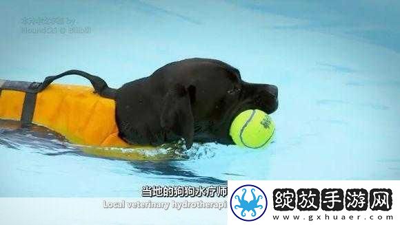 狗狗的东西又硬又烫又臭