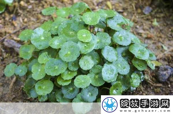 丛林肉搏4.5