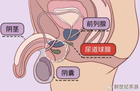 bl顶弄前列腺失禁红肿网友认为这种情况可能与过度刺激有关