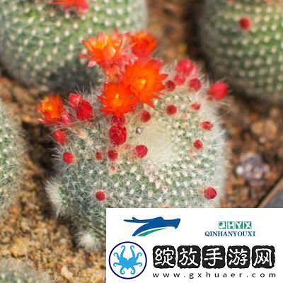 洛克王国蹦蹦草获取方法大揭秘