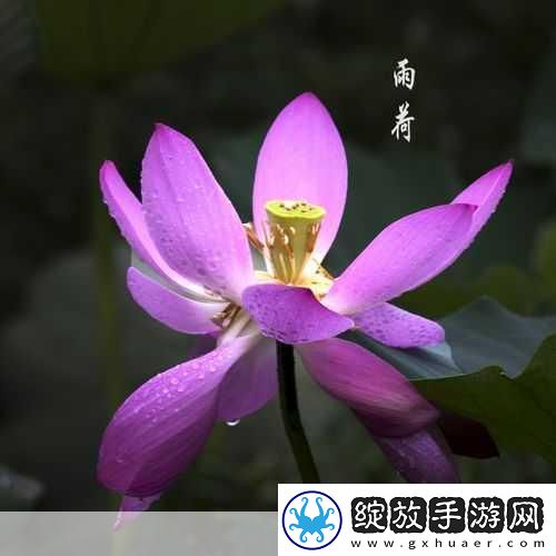 老人船上弄雨荷的故事情节如何展开