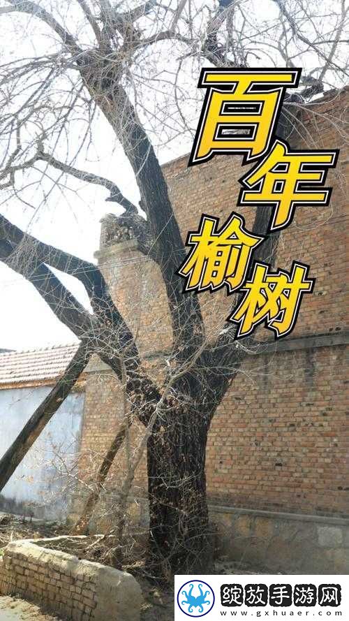 榆树老人做交易森林图片
