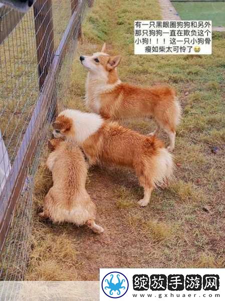ZOOMSERVO兽狗牧场96