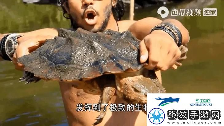 美国人与动物胶配方大全