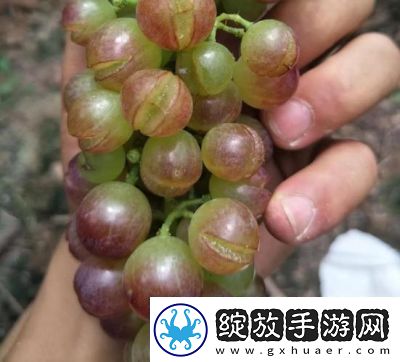 葡萄不准掉出来晚上检查