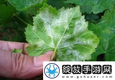 葡萄不准掉出来晚上检查