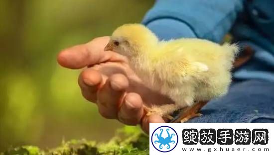 印度一男子因生吞小鸡窒息而亡