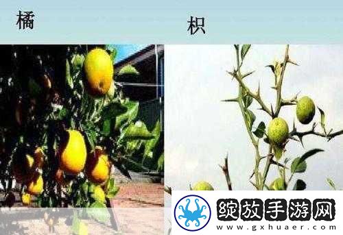 积枳桶积枳免费大全