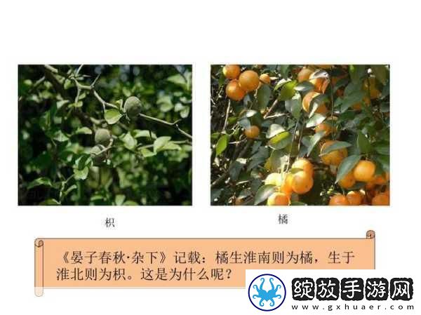 积枳桶积枳免费大全