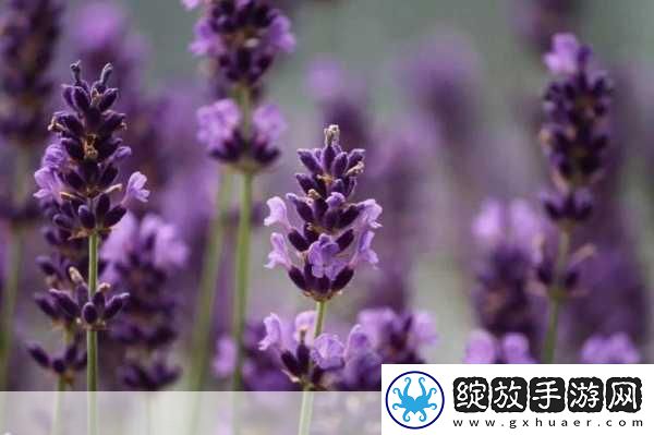 薰衣草研究所APP