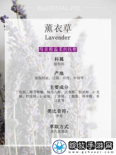 薰衣草研究所APP