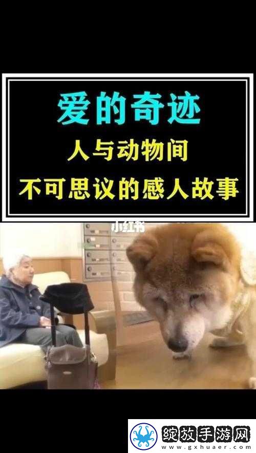 欧美人与动物交