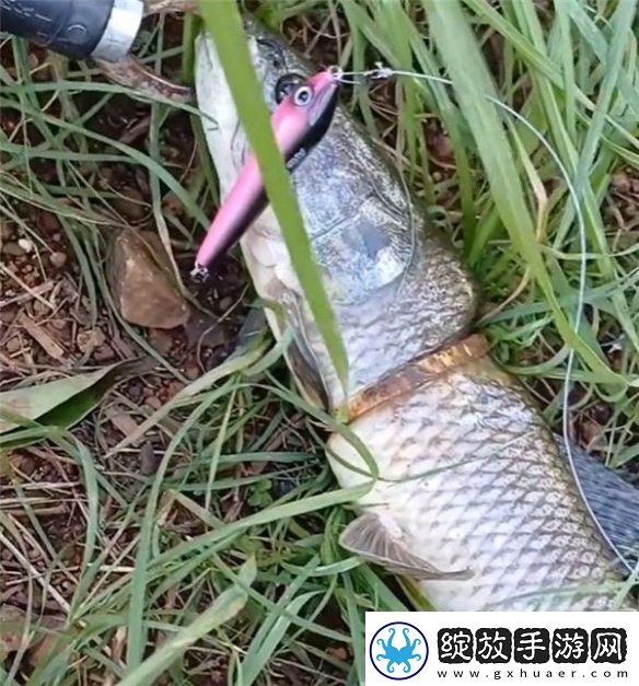 男子钓上一条自带“赎金”的鱼