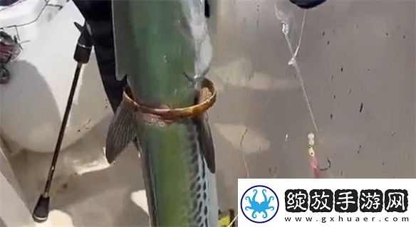 男子钓上一条自带“赎金”的鱼