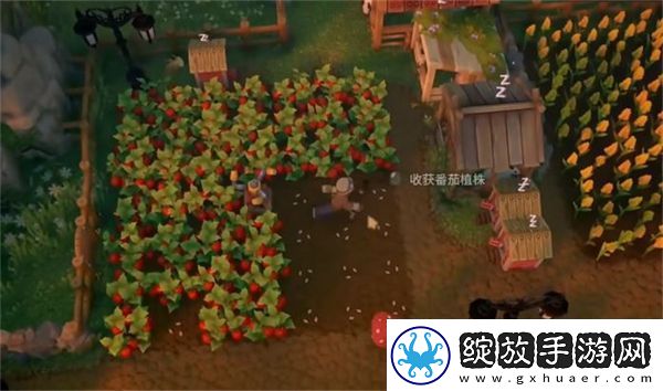 露玛岛优先种植的10种农作物有哪些