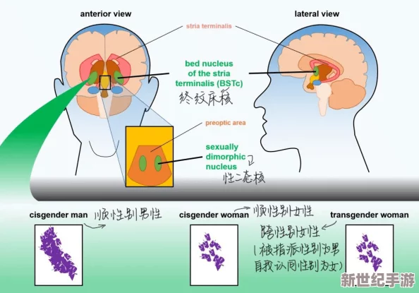 性性伦理a级最新研究表明观看此类内容可能影响大脑功能和行为模式
